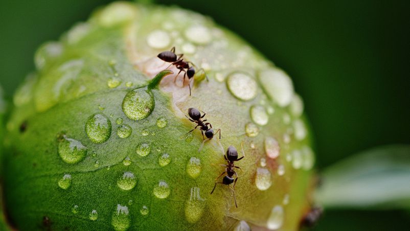 Segui la formica se vuoi viver senza fatica