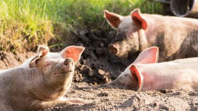 La treggea non è da porci