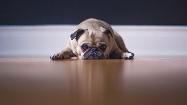 Tristo quel cane che si lascia prender la coda in mano