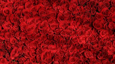 Quando è alta la passione, è bassa la ragione