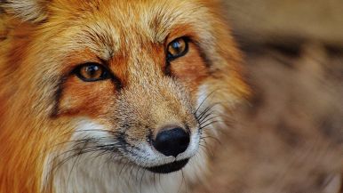 Quando la volpe predica, guardatevi galline