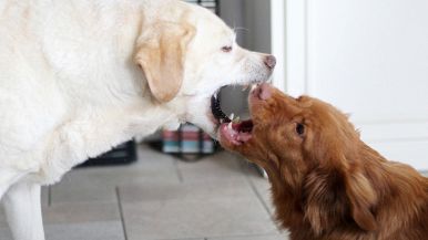 Non mi mordè mai cane, ch’io non avessi del suo pelo