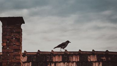 Il mal corvo fa mal uovo
