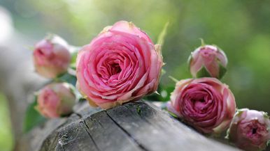 Se son rose fioriranno