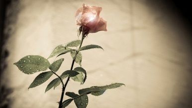 Non c’è rosa senza spine