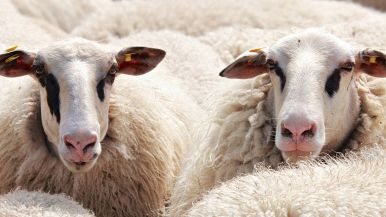 Le pecore grasse ingrassano il padrone