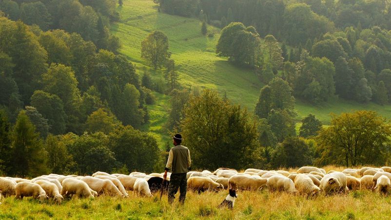 I pastori per rubare le pecore si mettono nome lupi
