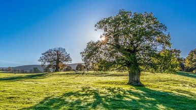Il mattino ha l’oro in bocca