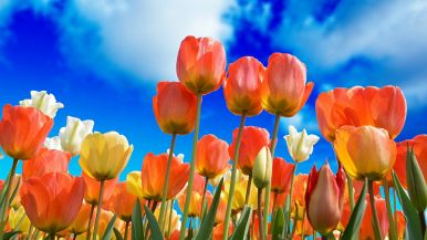 Marzo è fiore della primavera