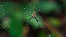 Perché uccidere i ragni porta sfortuna?