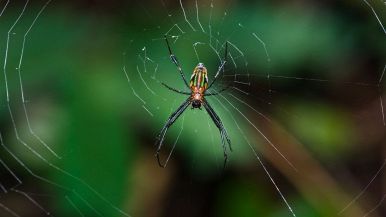 Perché uccidere i ragni porta sfortuna?