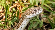 vipera
