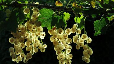 Non ogni verde fa fiore, ma ogni fiore fa frutto