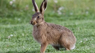 I vecchi son lepri, dormono con gli occhi aperti