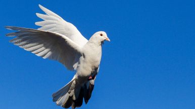 Le colombe che rimangono in colombaia, sono sicure dal nibbio