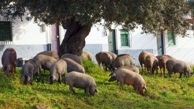 Maiali sotto una quercia