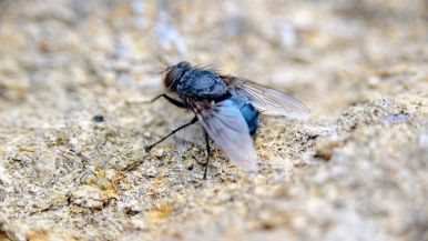 Una mosca
