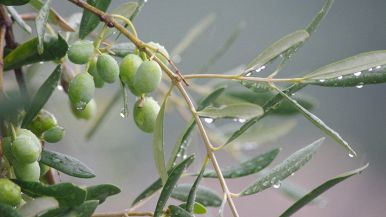 Olivo bagnato uovo asciutto proverbio