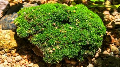 Pietra muschio