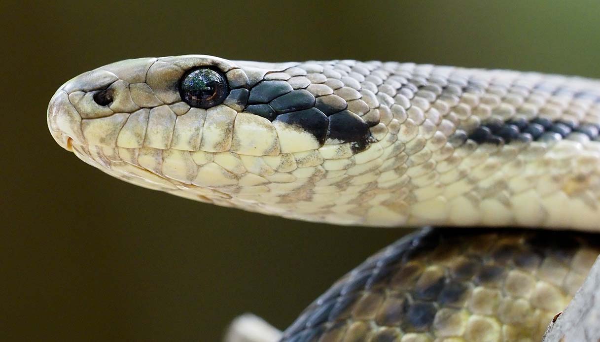 Parente É Serpente - ( Parenti Serpenti ) Mário Monicelli