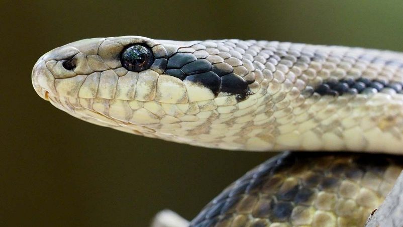 Un serpente, come quelli del famoso proverbio "Parenti serpenti"