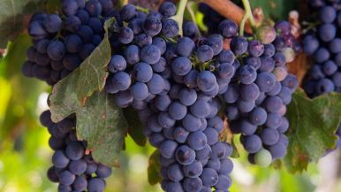Grappoli d'uva