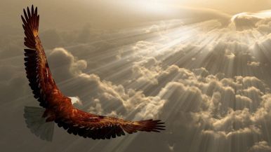 Aquila nella vecchiaia e giovinezza d'allodola