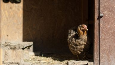 A chi ti dà il cappone, dagli la coscia e l'alone