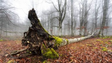 Abbattuto l'albero scompare l'ombra