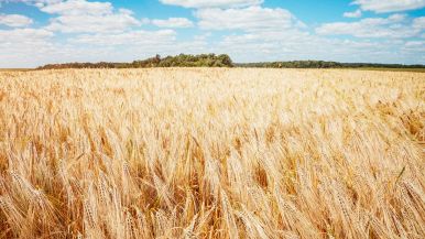 Campo di grano