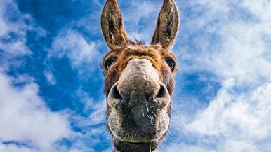 Chi asino è e cervo esso si crede, al saltar della fossa se n’avvede: significato