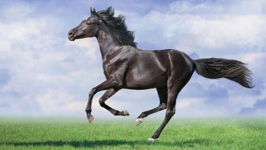 Chi baratta ha rozze: proverbio