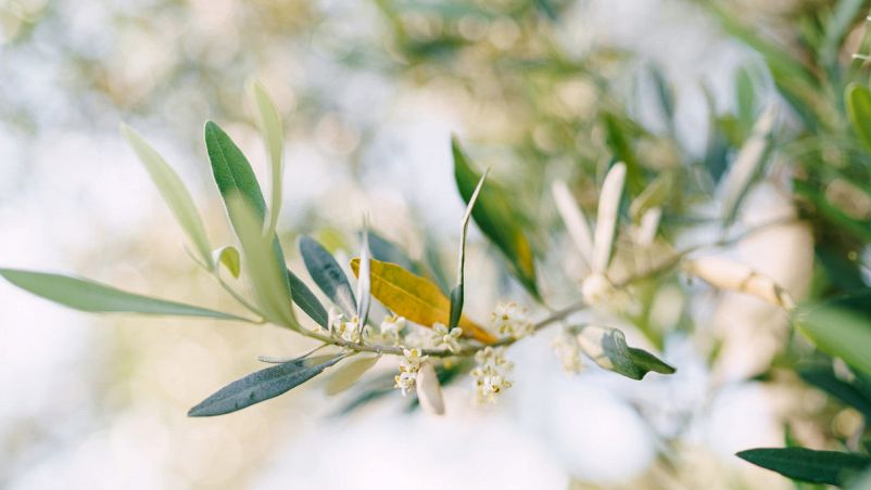 Dal fiore al coppo vi è un gran trotto proverbio