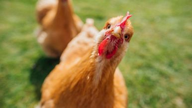 La gallina del vicino sembra un fagiano: significato