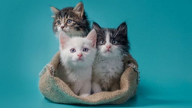 Gattini dentro un sacco