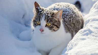 Gatto nella fredda neve di gennaio