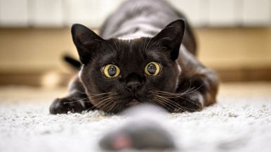 I figli dei gatti si mangiano i topi: spiegazione