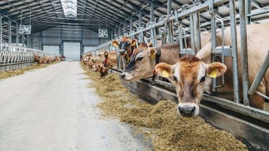 Il bue mangia il fieno perché si ricorda che è stato erba proverbio
