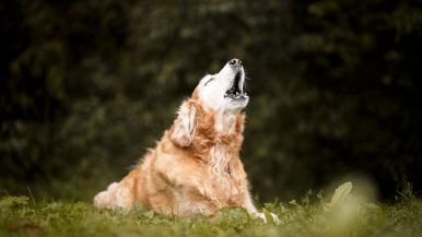 Il cane pauroso abbaia più forte: significato: spiegazione