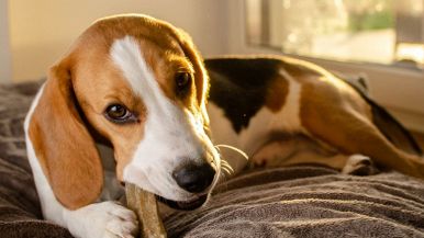 provebio Il cane rode l'osso perché non può inghiottirlo