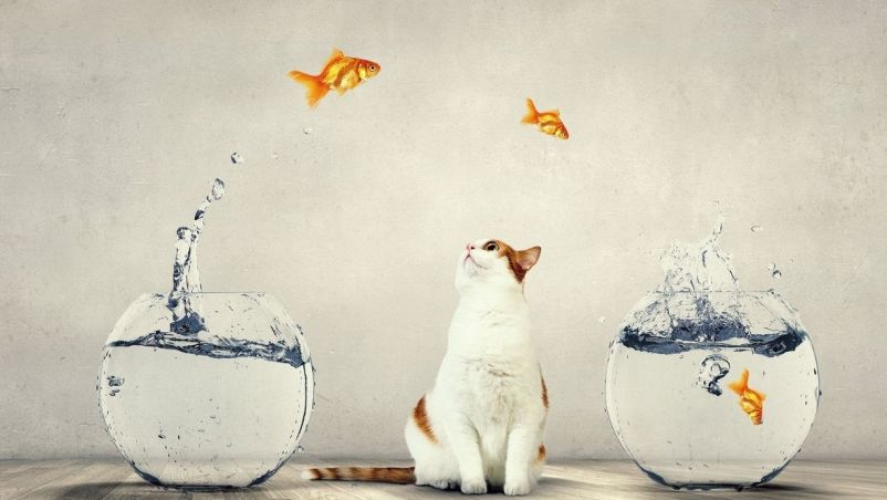 Il gatto ama i pesci, ma non vuole bagnarsi le zampe proverbio
