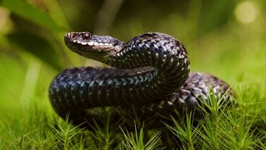 La vipera morta non morde seno, ma pure fa male coll'odor del veleno: significato