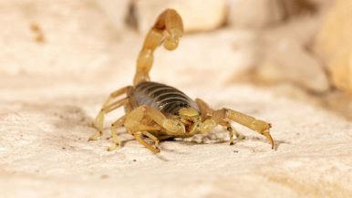 Lo scorpione dorme sotto ogni lastra: significato e spiegazione