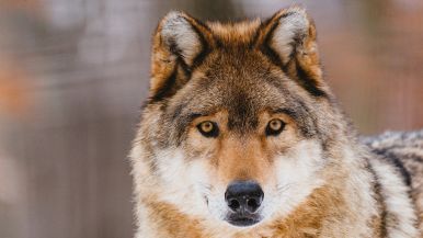 Il lupo quando acciuffa una pecora, ne guarda già un'altra