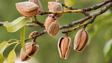 Il frutto del mandorlo