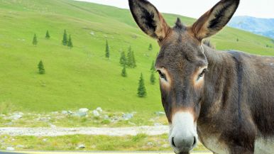 Meglio un asino vivo che un dottore morto proverbio