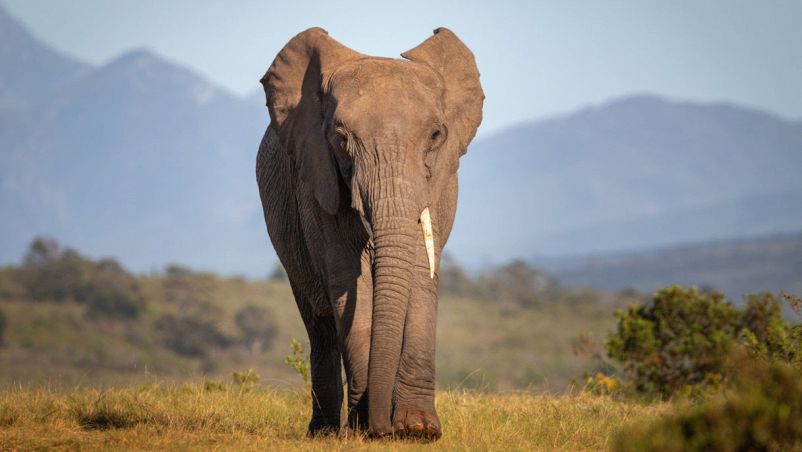 Molte paglie unite possono legare un elefante