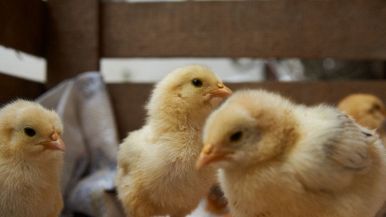 Molti si immaginano di avere il pulcino, che non hanno ancora l'uovo: significato