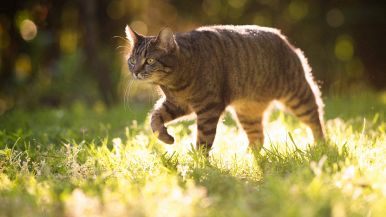 Molti squartano un gatto e giurano che era un leone