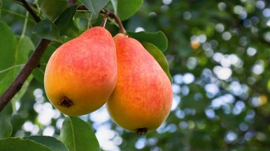 “Una pera fradicia ne guasta un monte”: spiegazione